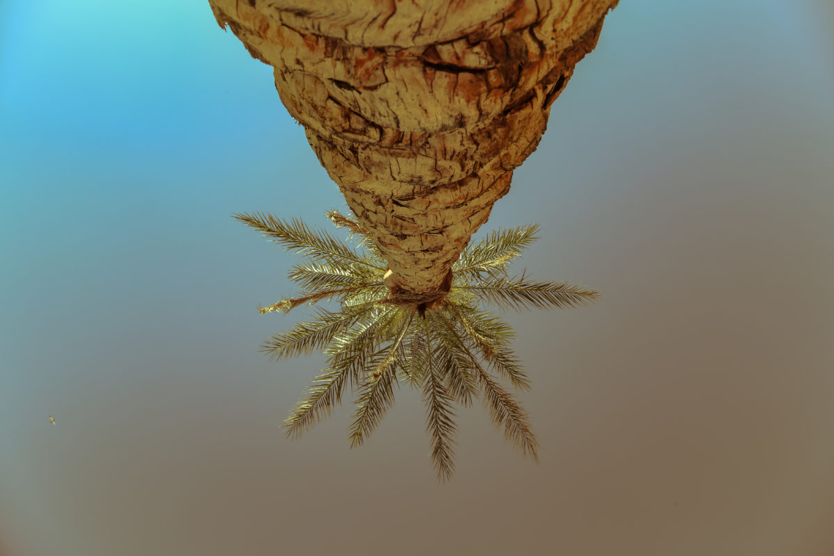palms