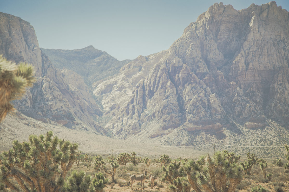 DESERT DONKEYS